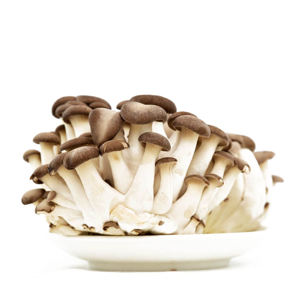 黑美人菇不是黑真珠菇!! 20 黑美人菇