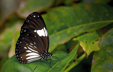 素食料理包的故事 About Pic03