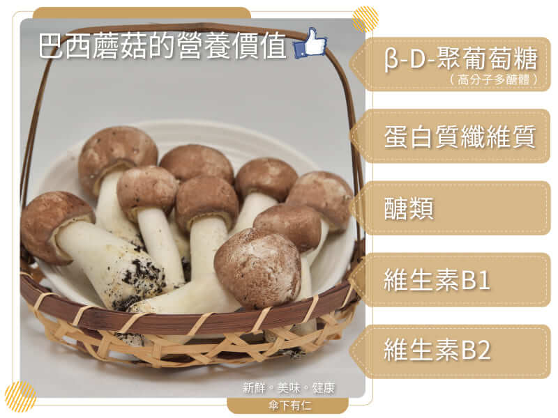 巴西蘑菇