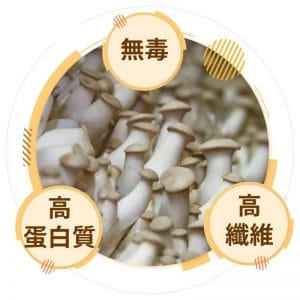 杏鮑菇
