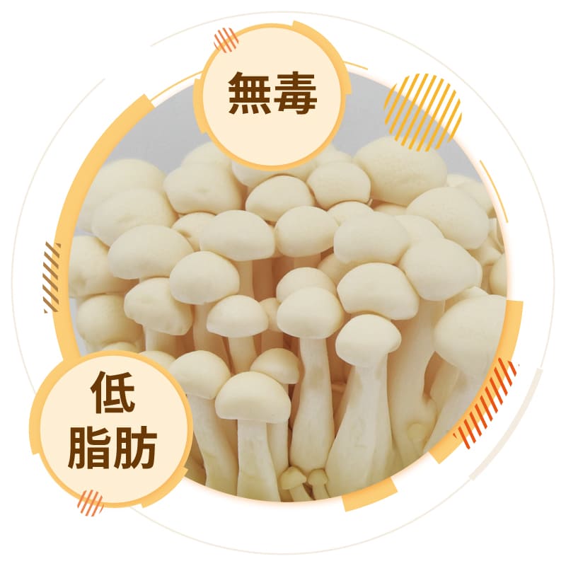 美白菇